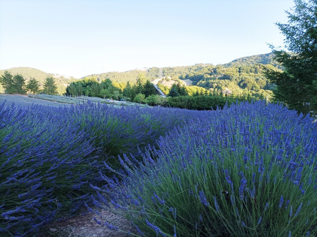 3fea0a31 ba56 4db7 b1c7 632b810a3883 - Parco della Lavanda, in Calabria un angolo di Provenza - FOTO - 5 3fea0a31 ba56 4db7 b1c7 632b810a3883 - Meraviglie di Calabria - 4