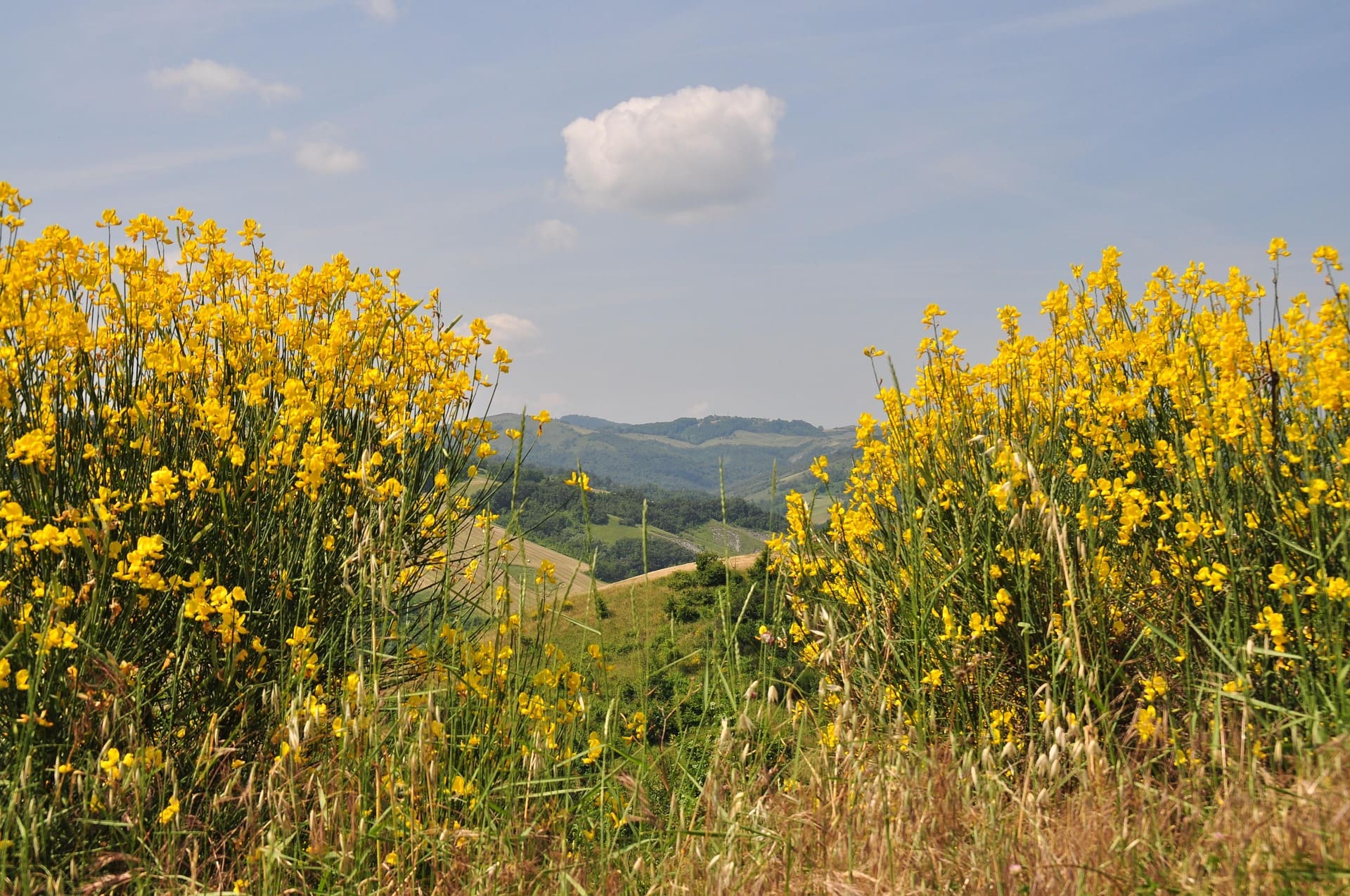 Ginestra 4 - Tessitura della ginestra, dai corredi contadini ai progetti di sostenibilità - 3 Ginestra 4 - Meraviglie di Calabria - 2