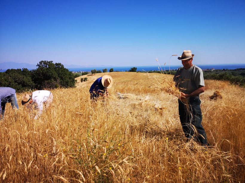 Grano Calabria 4 820 - Nella Sila Greca è tempo di mietitura a mano come nel passato - Video - 7 Grano Calabria 4 820 - Meraviglie di Calabria - 6
