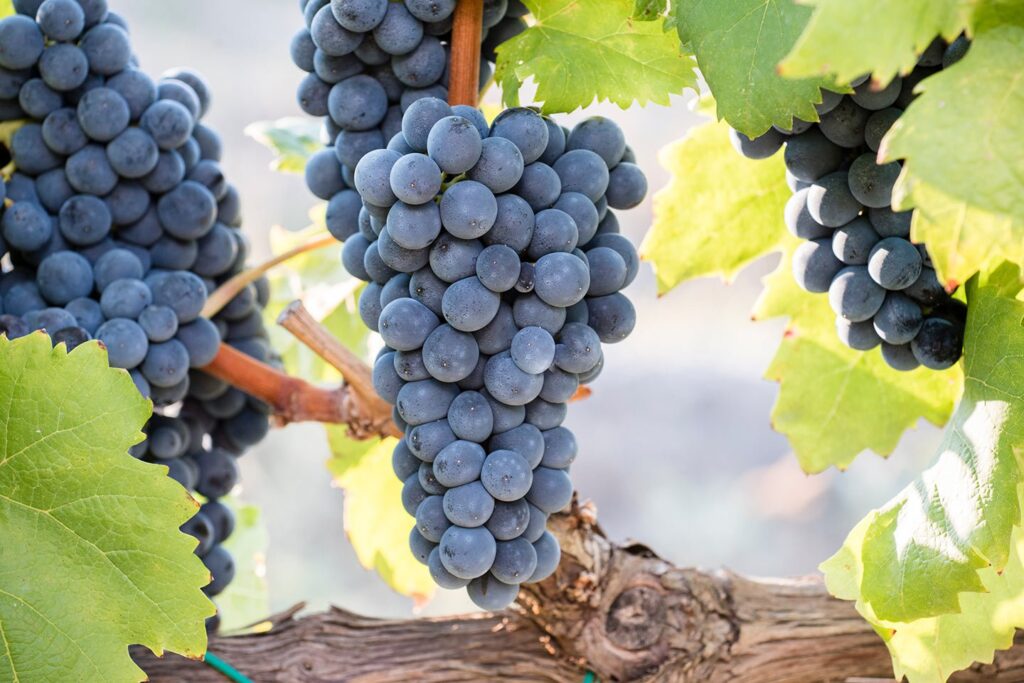 Magliocco uva - Per Linea Verde è ancora una volta Calabria - 6 Magliocco uva - Meraviglie di Calabria - 5