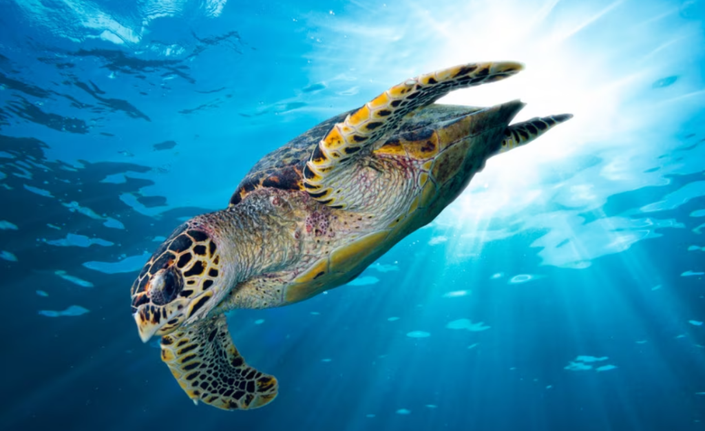 Screenshot 2023 08 10 093135 - Le caretta-caretta scelgono Botricello per depositare le uova - 9 Screenshot 2023 08 10 093135 - Meraviglie di Calabria - 8