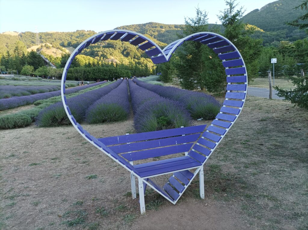 b3f3ad0f b192 4141 b30c 38a81b3eda53 - Parco della Lavanda, in Calabria un angolo di Provenza - FOTO - 3 b3f3ad0f b192 4141 b30c 38a81b3eda53 - Meraviglie di Calabria - 2