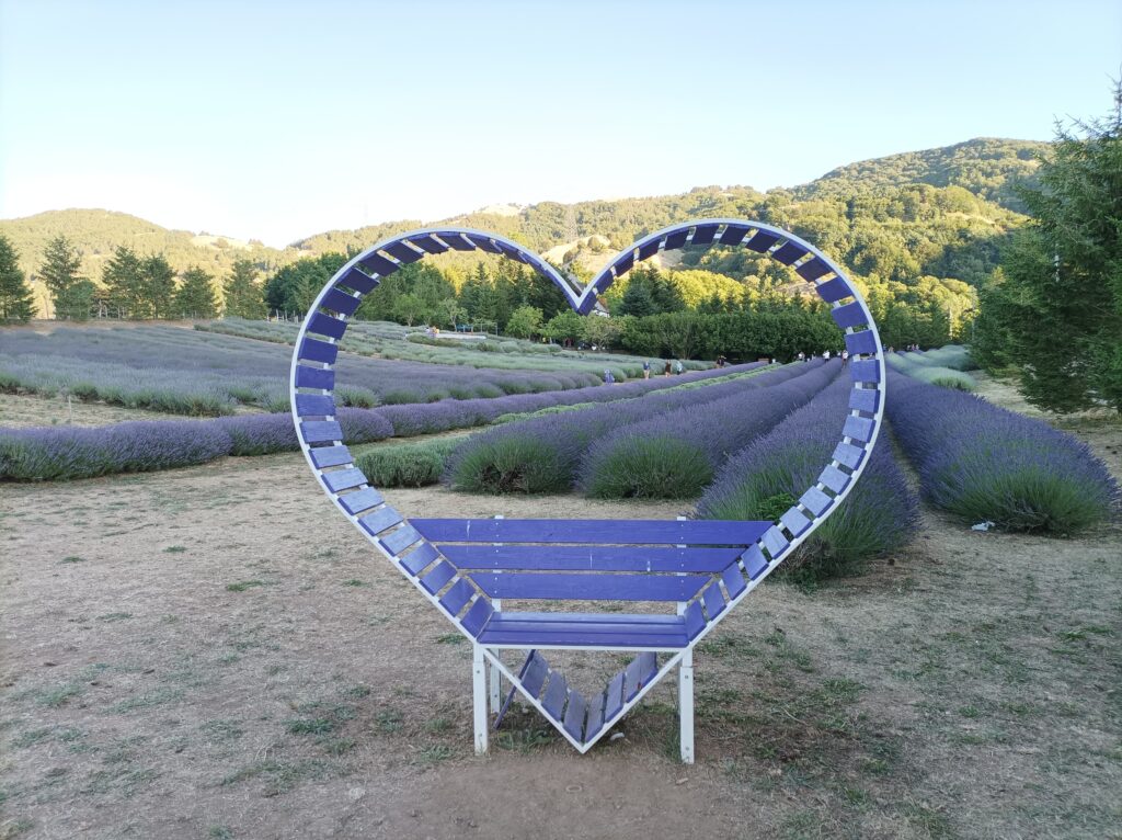 lavanda - Parco della Lavanda, in Calabria un angolo di Provenza - FOTO - 6 lavanda