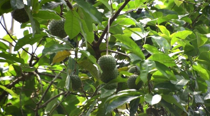 Annona foglie - Meraviglie di Calabria - 4