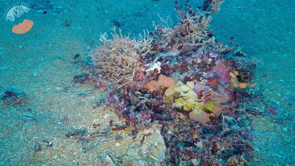 Coralligeno Marzamemi 1 - Geoeventi di Calabria, come il territorio celebra il Pianeta - 5 Coralligeno Marzamemi 1 - Meraviglie di Calabria - 4