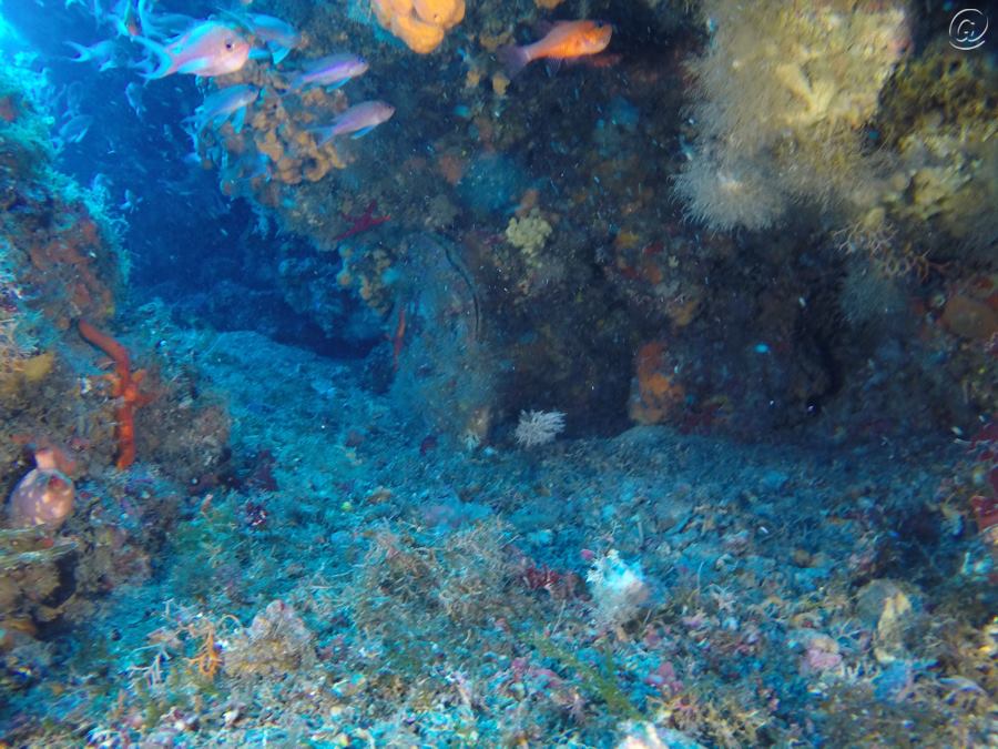 Mare Secca di amendolara foto Ogigia Diving Center 1 - Meraviglie di Calabria - 185