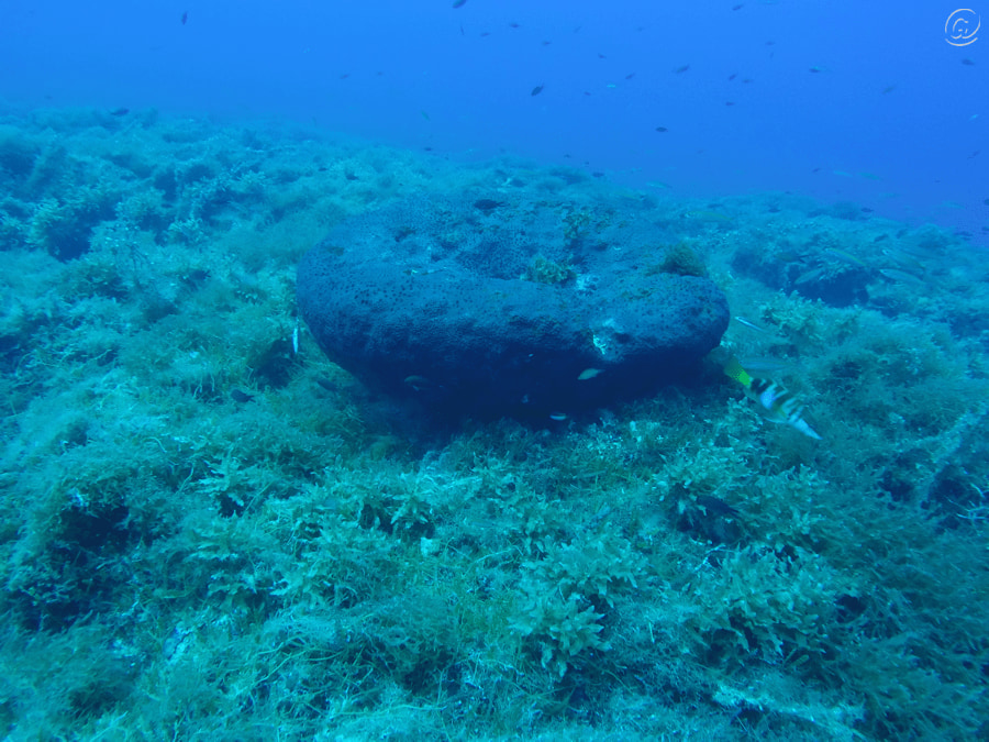 Mare Secca di amendolara foto Ogigia Diving Center 2 - Meraviglie di Calabria - 191
