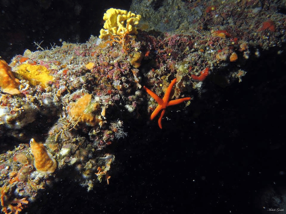 Mare Secca di amendolara foto Ogigia Diving Center - Meraviglie di Calabria - 187