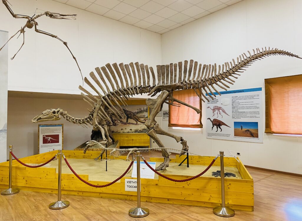 Sala dei rettili Ouranosaurus nigeriensis SIMU - Geoeventi di Calabria, come il territorio celebra il Pianeta - 3 Sala dei rettili Ouranosaurus nigeriensis SIMU - Meraviglie di Calabria - 2