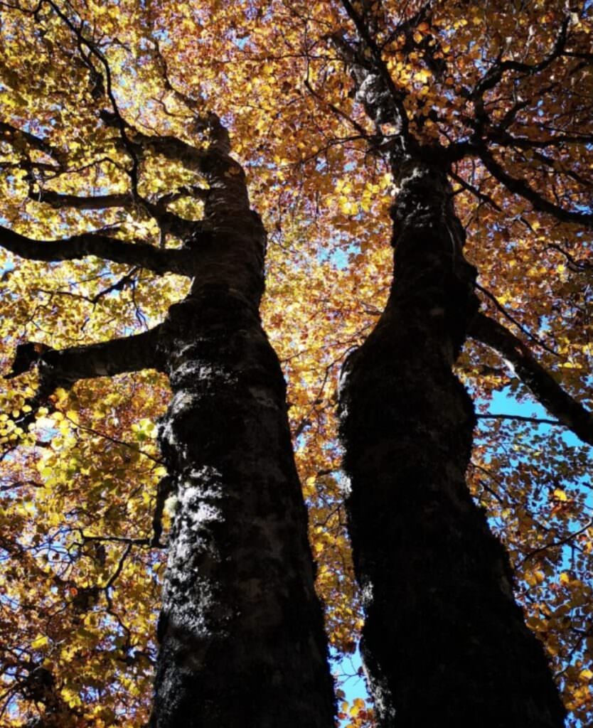 fageta due alberi autunno - Meraviglie di Calabria - 179