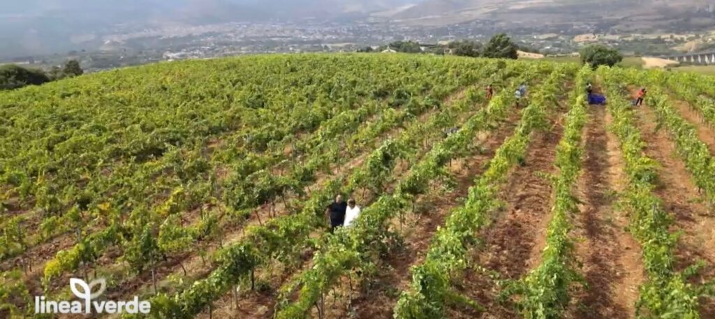 filari paesaggio - Un buon inizio di stagione? Per Linea Verde è fatto di Calabria - 15 filari paesaggio - Meraviglie di Calabria - 14