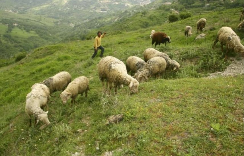 pascoli - Meraviglie di Calabria - 4