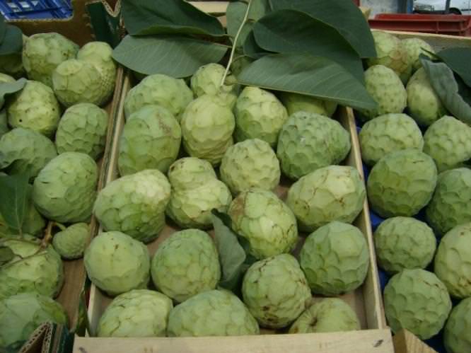 raccolta annona - Meraviglie di Calabria - 2