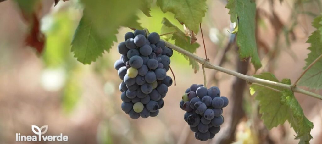 uva grappoli - Un buon inizio di stagione? Per Linea Verde è fatto di Calabria - 17 uva grappoli - Meraviglie di Calabria - 16