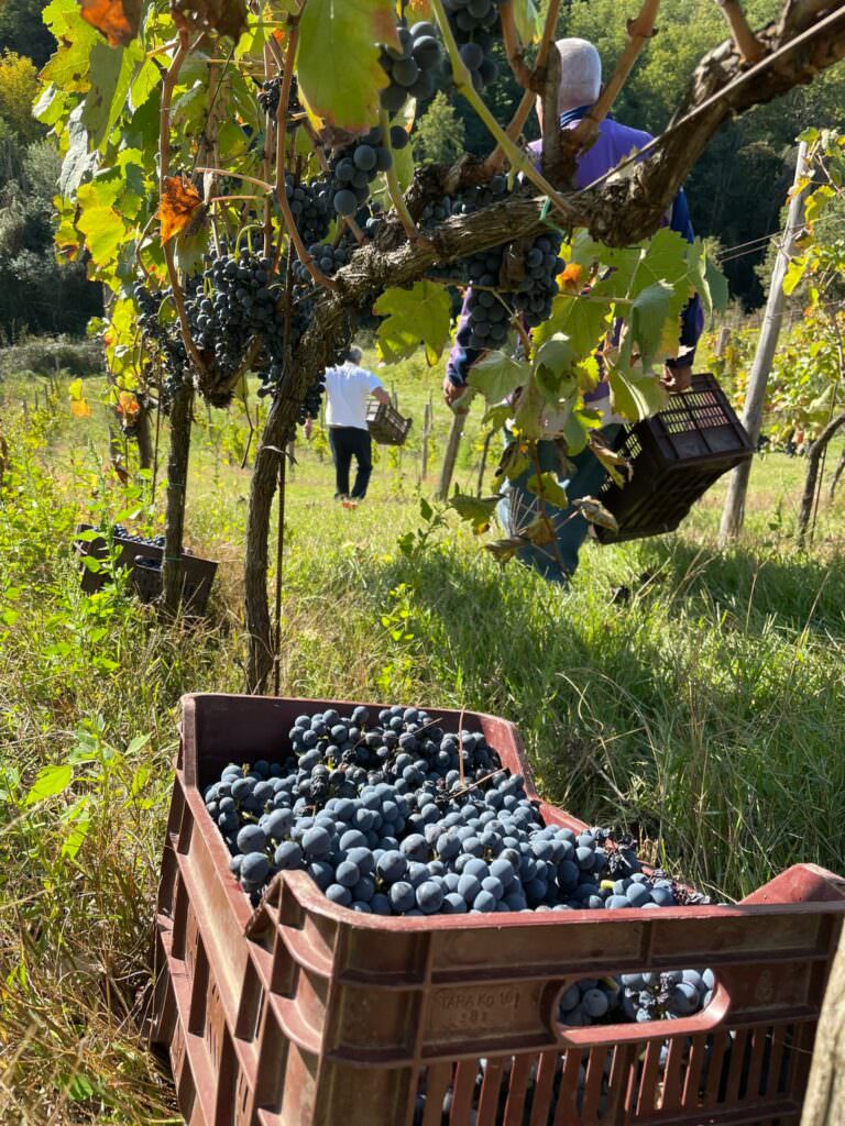 vendemmia magliocco dolce - Dolce, Arvino, Canino: my name is Magliocco - 7 vendemmia magliocco dolce - Meraviglie di Calabria - 6