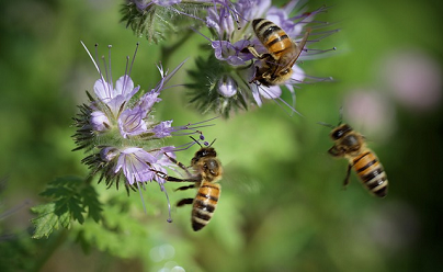 apine - Parco Nazionale dell'Aspromonte, tra tutela e biodiversità - 11 apine - Meraviglie di Calabria - 10