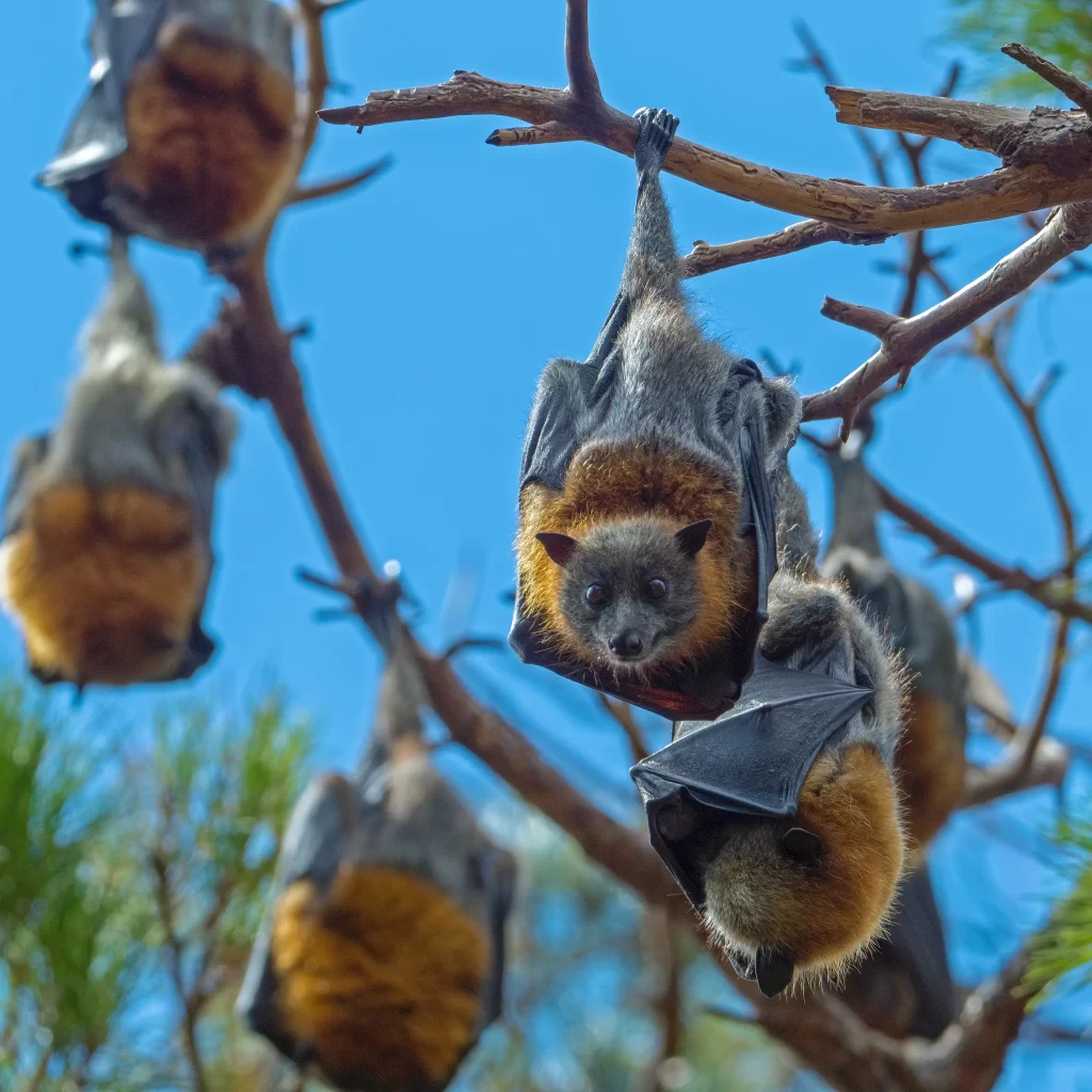 appesidue - Pipistrelli d'Aspromonte, la faccia curiosa della biodiversità - 5 appesidue - Meraviglie di Calabria - 4