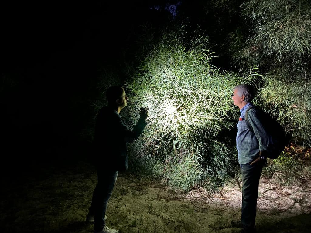 camaleonti osservazione - È ancora Calabria esotica: piccoli camaleonti crescono - 7 camaleonti osservazione - Meraviglie di Calabria - 6