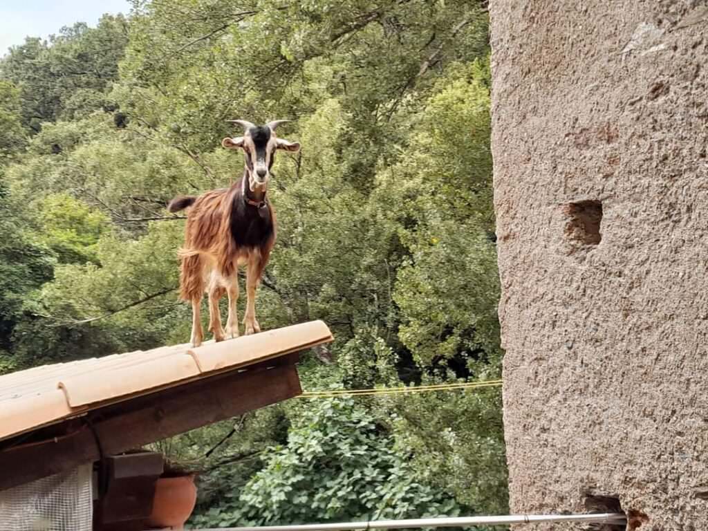 capretta - Meraviglie di Calabria - 19
