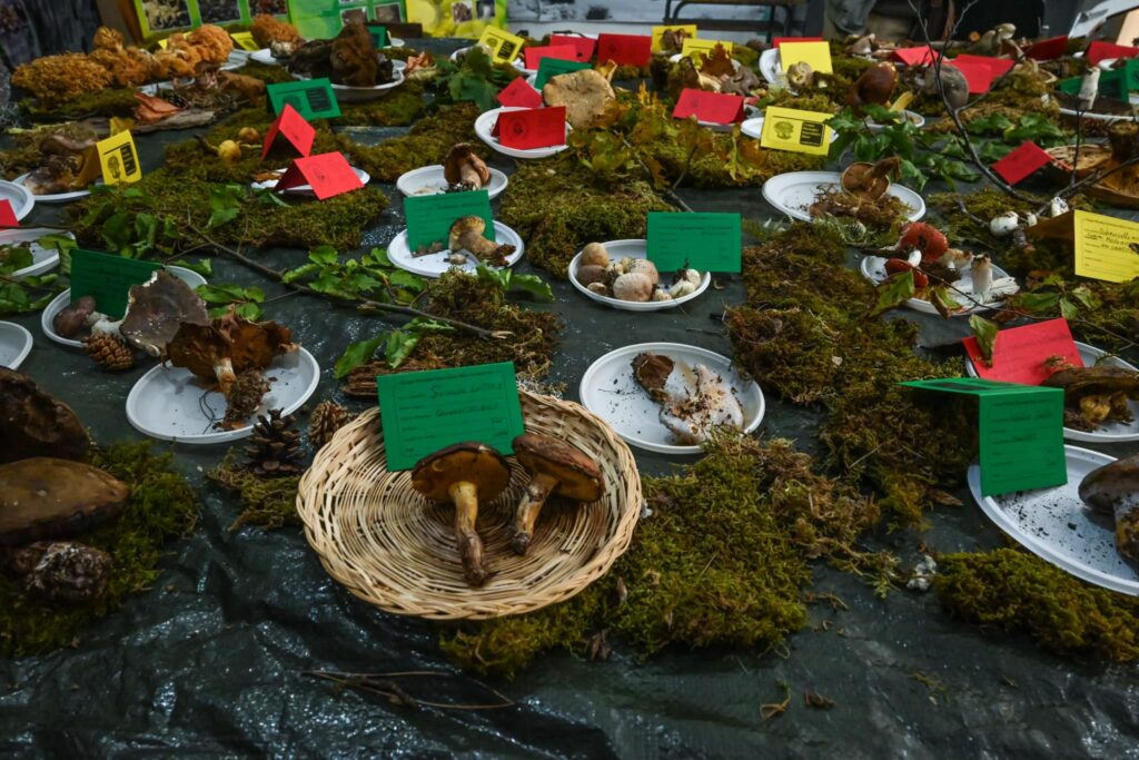 classificazione funghi n - Enogastronomia, spettacolo e territorio: è l'Autunno di Camigliatello Silano - 3 classificazione funghi n - Meraviglie di Calabria - 2