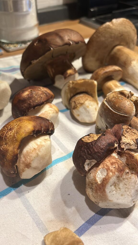 funghi in tavola n - Sagra del Fungo di Camigliatello, un primato da 55 anni - 3 funghi in tavola n - Meraviglie di Calabria - 2