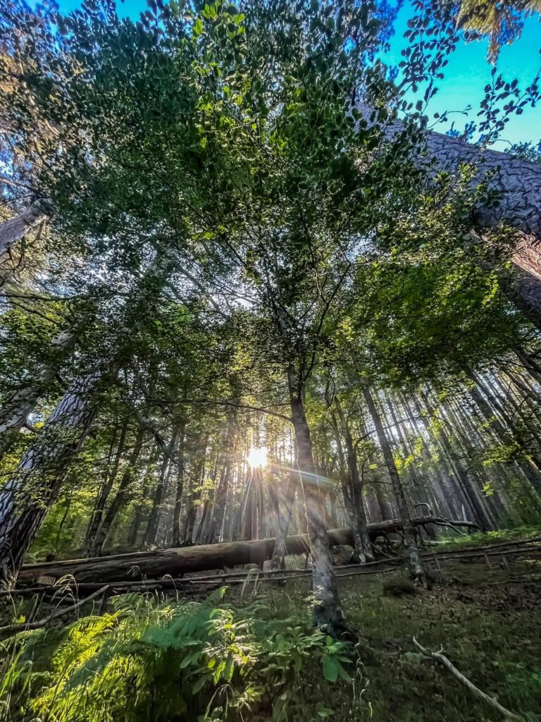 gigantiluce - Foliage e trekking tra i Giganti della Sila, parola del Fondo Ambiente Italiano - 7 gigantiluce - Meraviglie di Calabria - 6