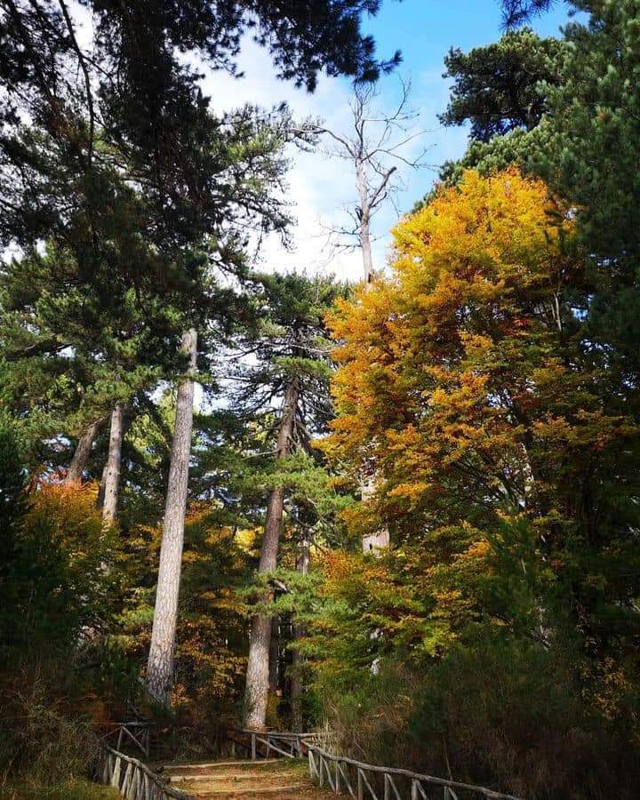 gigantiverdearancio - Foliage e trekking tra i Giganti della Sila, parola del Fondo Ambiente Italiano - 13 gigantiverdearancio - Meraviglie di Calabria - 12