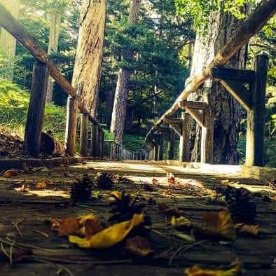 pontefoglie 1 - Foliage e trekking tra i Giganti della Sila, parola del Fondo Ambiente Italiano - 9 pontefoglie 1 - Meraviglie di Calabria - 8