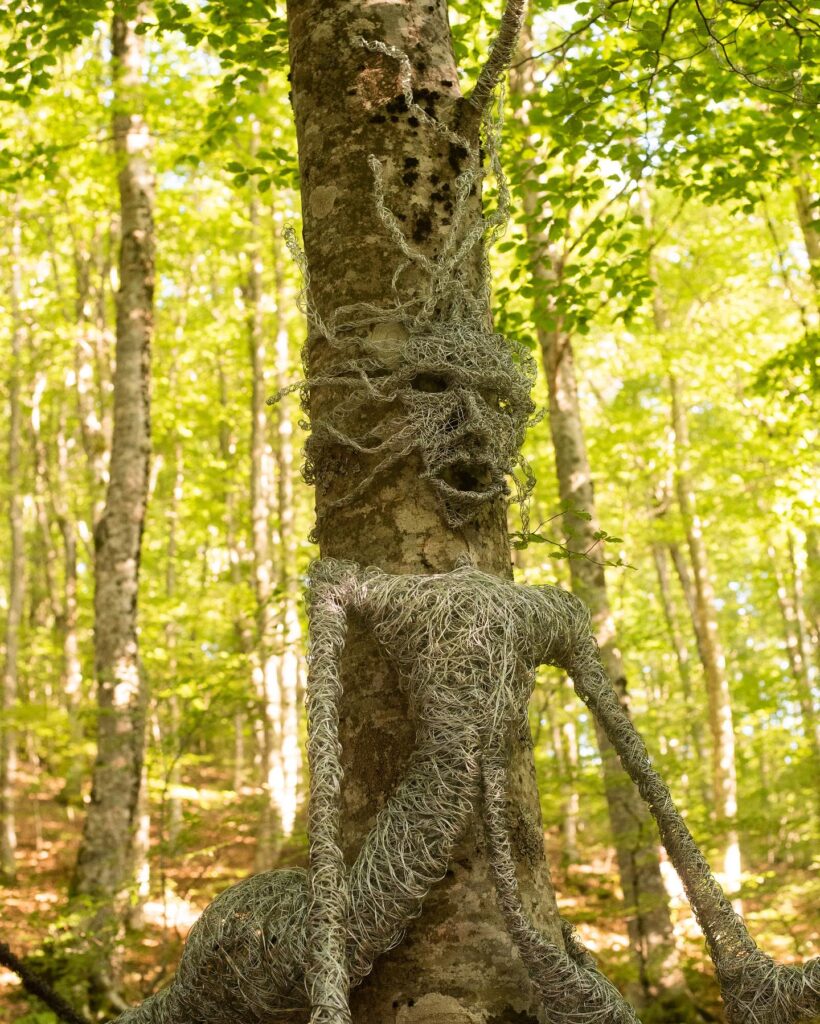 Paolo Infortunan 1 - Nel Bosco degli Artisti: nuove visioni d'Aspromonte - 9 Paolo Infortunan 1 - Meraviglie di Calabria - 8
