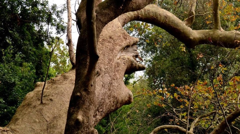 alberi - Di borghi e di leggenda: Jacurso tra i due mari e i suoi alberi soldati - 7 alberi - Meraviglie di Calabria - 6