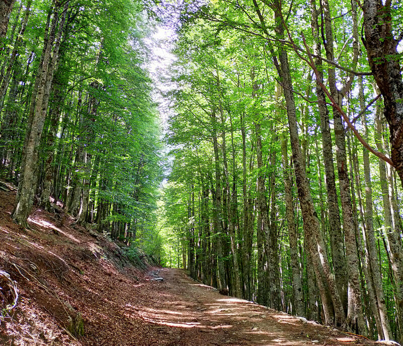 boschi vetusti parco pollino - È la Giornata nazionale degli alberi, uno sguardo ai monumenti verdi di Calabria - 3 boschi vetusti parco pollino - Meraviglie di Calabria - 2