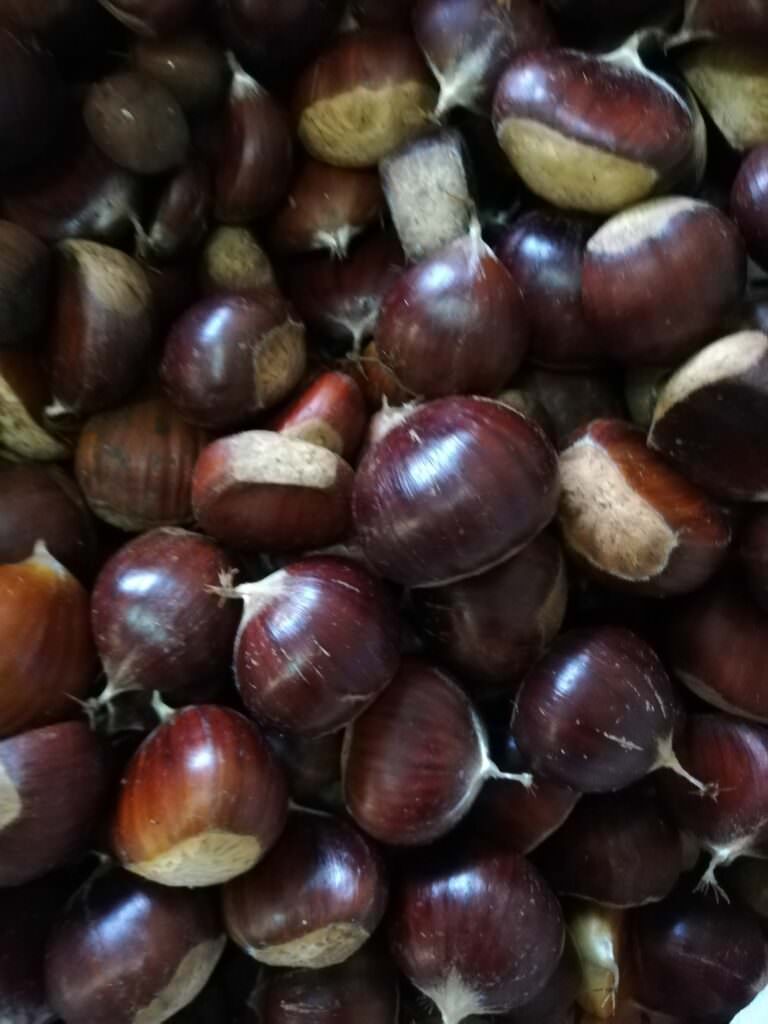 castagne - Gal Serre Calabresi: l'elogio per la Festa della Castagna a Davoli - 5 castagne - Meraviglie di Calabria - 4