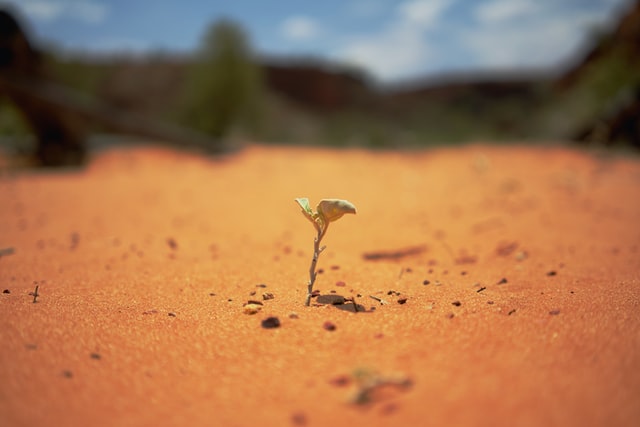 copertina 2 - Radici Resilienti: nel cuore delle aziende agricole calabresi con i giovani del FAI - 3 copertina 2 - Meraviglie di Calabria - 2