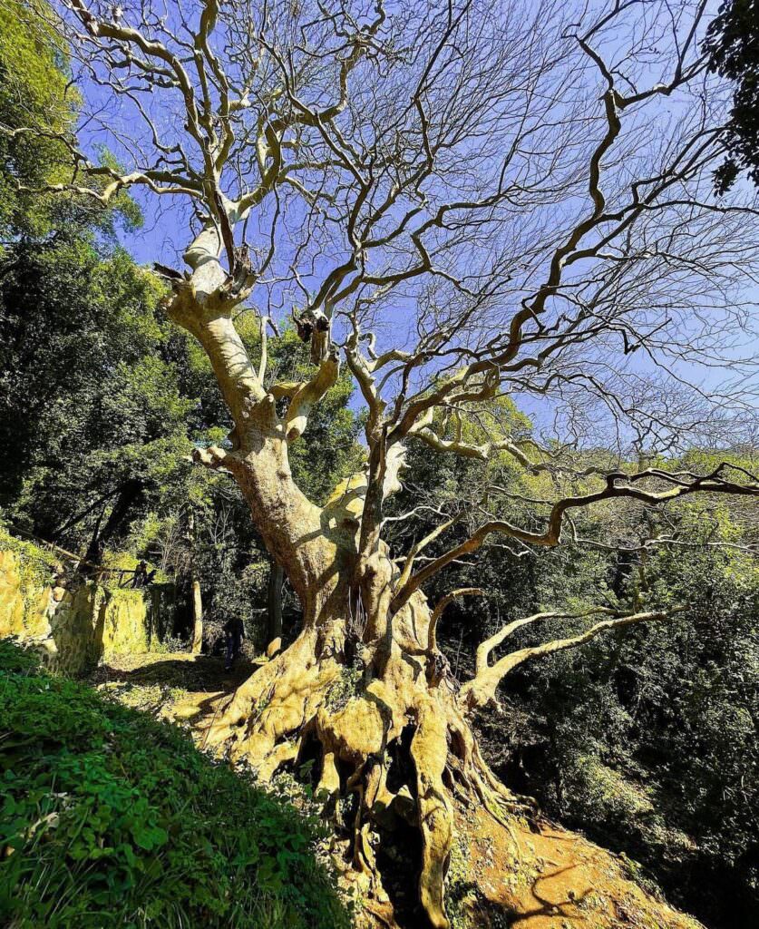 cringaalberoph@borzac - È la Giornata nazionale degli alberi, uno sguardo ai monumenti verdi di Calabria - 9 cringaalberoph@borzac - Meraviglie di Calabria - 8