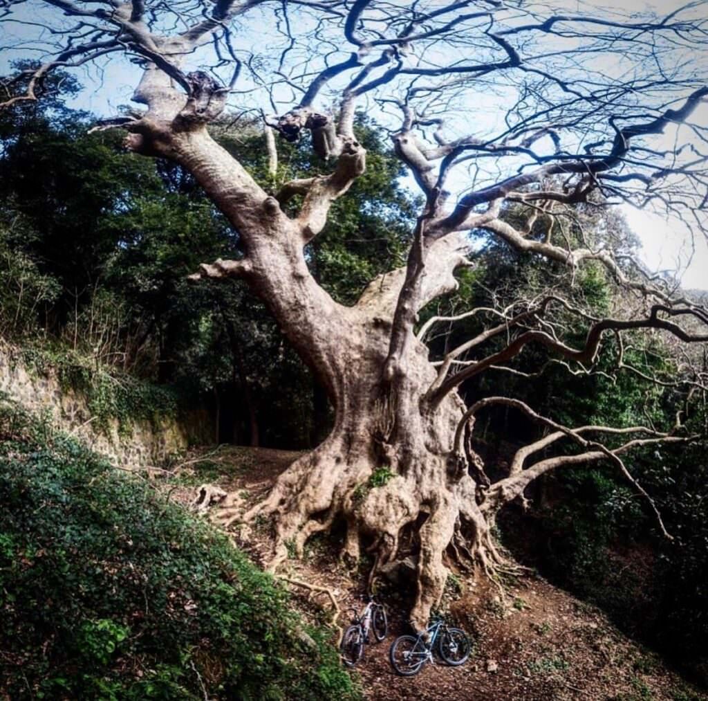 curingaalberoph@clach77 - È la Giornata nazionale degli alberi, uno sguardo ai monumenti verdi di Calabria - 11 curingaalberoph@clach77 - Meraviglie di Calabria - 10