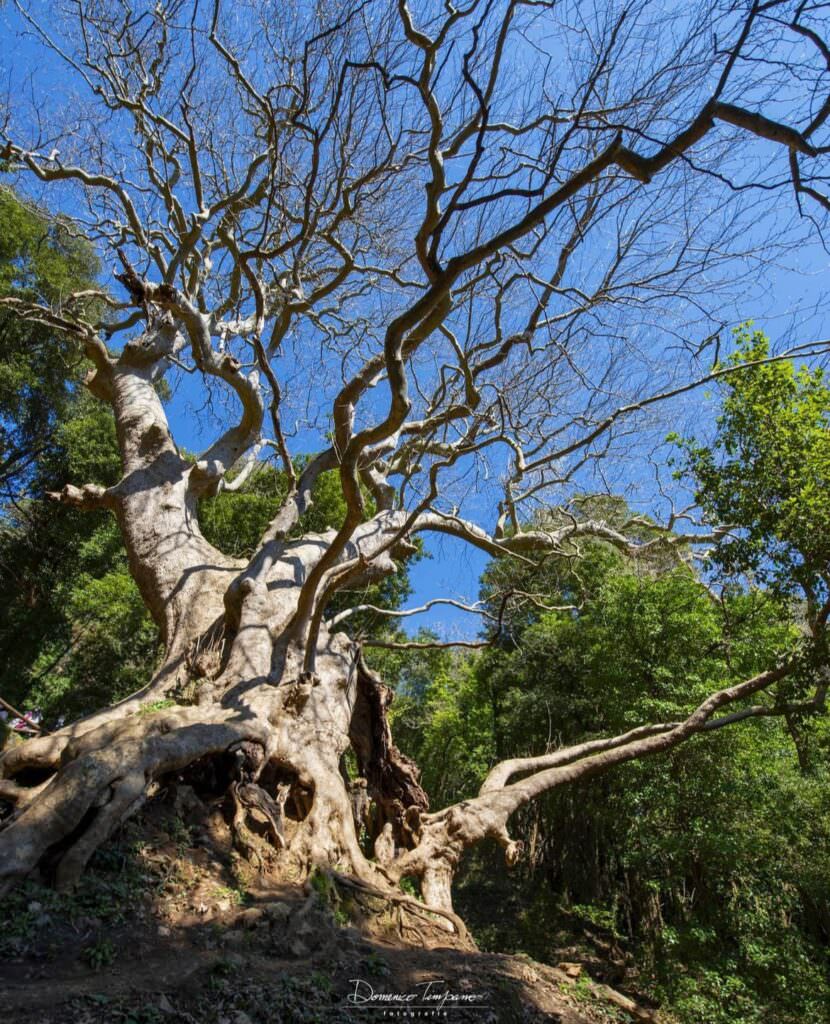 curingagigantephDomenico timpano - È la Giornata nazionale degli alberi, uno sguardo ai monumenti verdi di Calabria - 13 curingagigantephDomenico timpano - Meraviglie di Calabria - 12