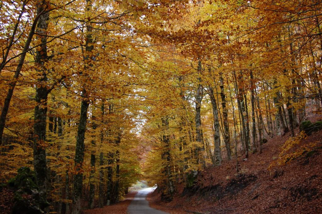 faggetavetustadel pollinellon - Trent'anni di Parco Nazionale del Pollino: c'è ancora da celebrare per raccontare - 5 faggetavetustadel pollinellon - Meraviglie di Calabria - 4