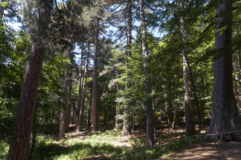 i giganti della sila 46374 - È la Giornata nazionale degli alberi, uno sguardo ai monumenti verdi di Calabria - 7 i giganti della sila 46374 - Meraviglie di Calabria - 6