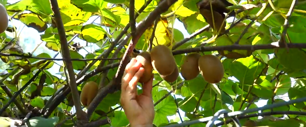 kiwiraccolta.jpg - Meraviglie di Calabria - 14