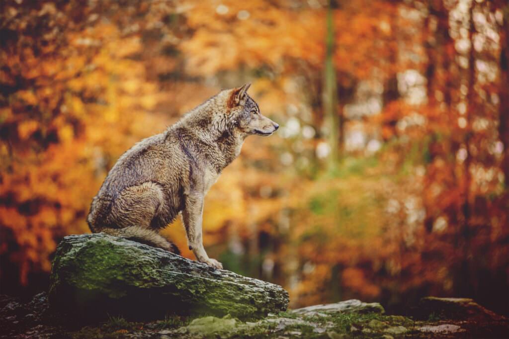 lupo - Trent'anni di Parco Nazionale del Pollino: c'è ancora da celebrare per raccontare - 7 lupo - Meraviglie di Calabria - 6