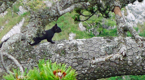 scoiattolo - Trent'anni di Parco Nazionale del Pollino: c'è ancora da celebrare per raccontare - 9 scoiattolo - Meraviglie di Calabria - 8