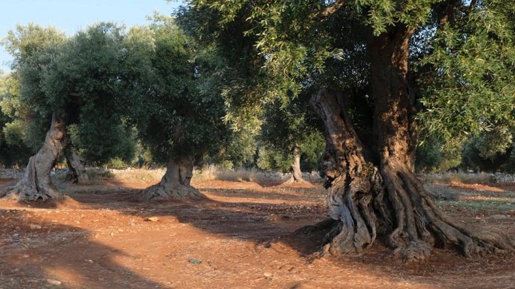 ulivi 1 - Meraviglie di Calabria - 4