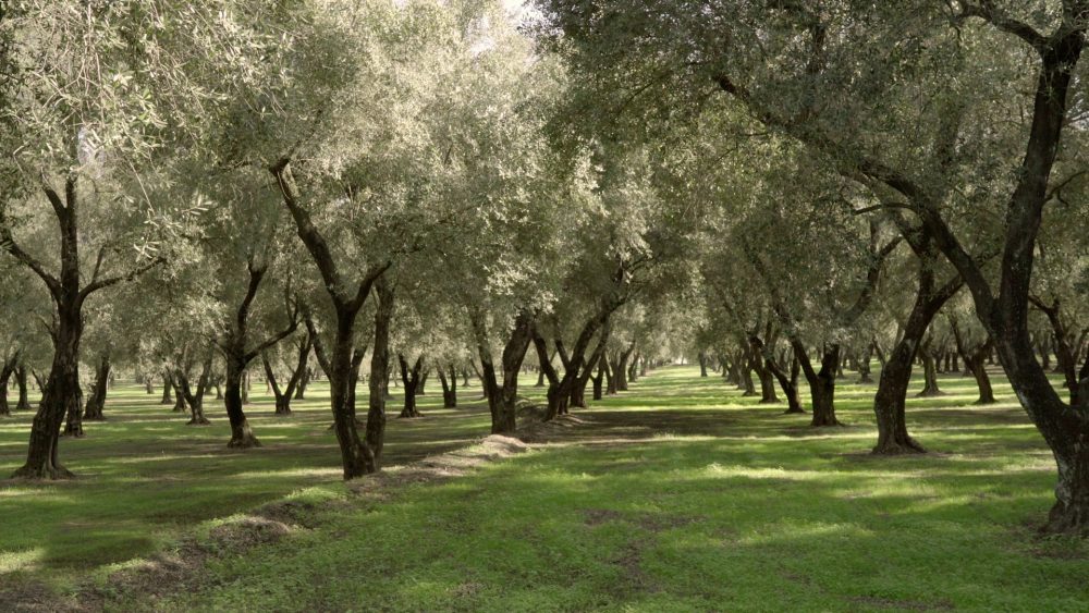 ulivi - Radici Resilienti: nel cuore delle aziende agricole calabresi con i giovani del FAI - 5 ulivi - Meraviglie di Calabria - 4