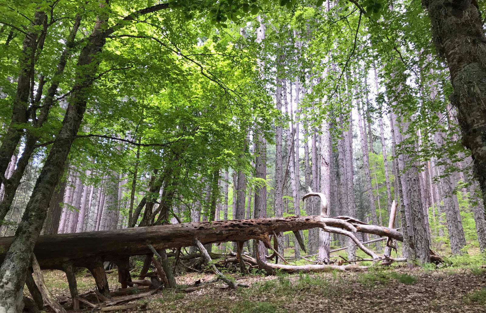 7a. I Giganti della Sila C FAI 1 - Sere FAI d'Estate in Sila: trekking, musica e i racconti delle stelle - 3 7a. I Giganti della Sila C FAI 1 - Meraviglie di Calabria - 2