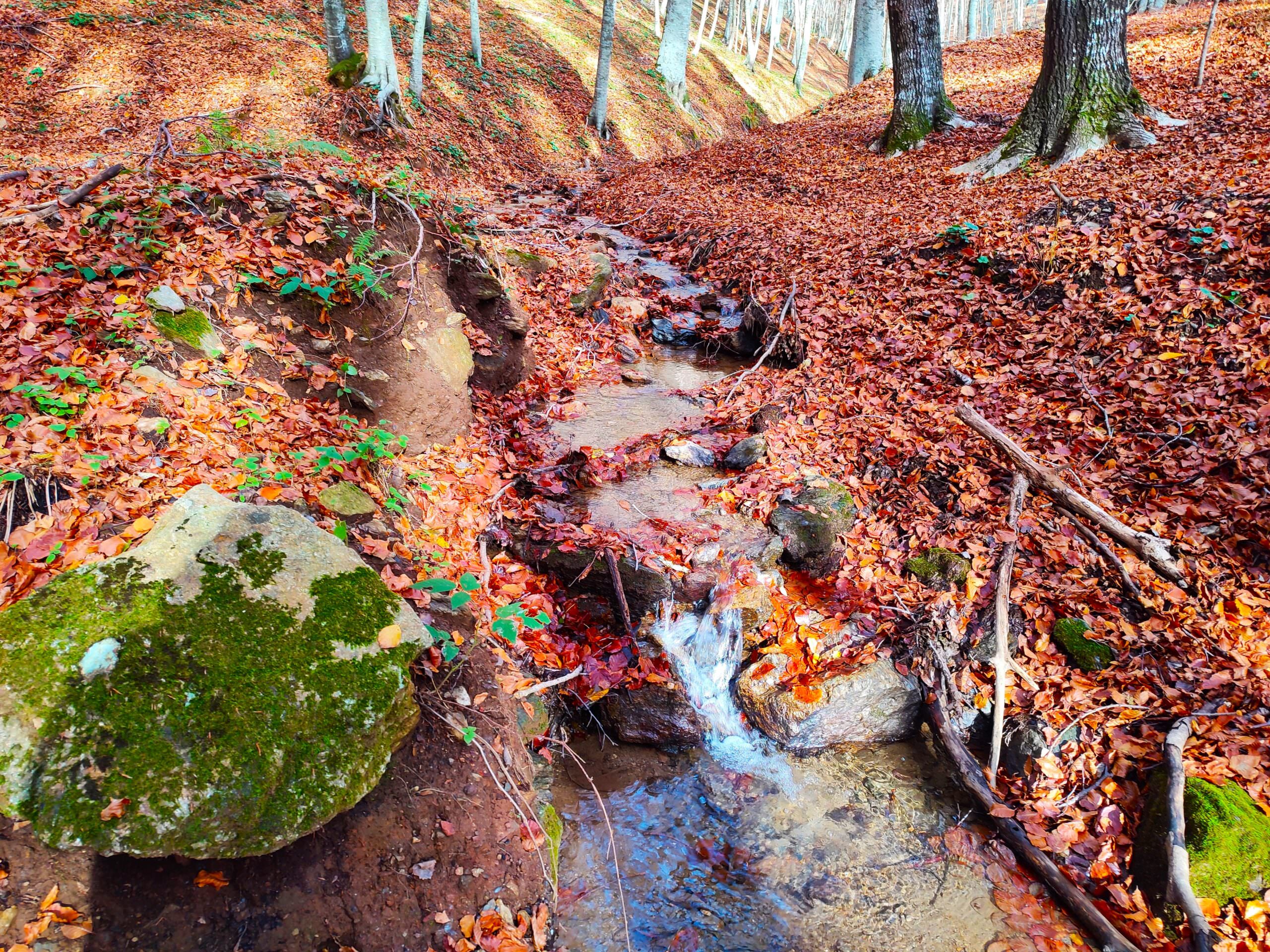 Faggeta di Condrò: la Foresta di Rubini