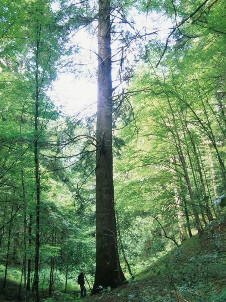 cbe8ee7318f623985e15606f29799c5a f9582e9a - Il Sentiero Calabria Italia: nell'anima di un territorio - 11 cbe8ee7318f623985e15606f29799c5a f9582e9a - Meraviglie di Calabria - 10