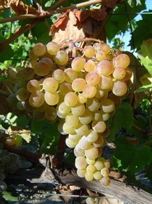 grappolo duva Greco Bianco - Vini dolci calabresi perfetti con i dessert di Natale - 9 grappolo duva Greco Bianco - Meraviglie di Calabria - 8