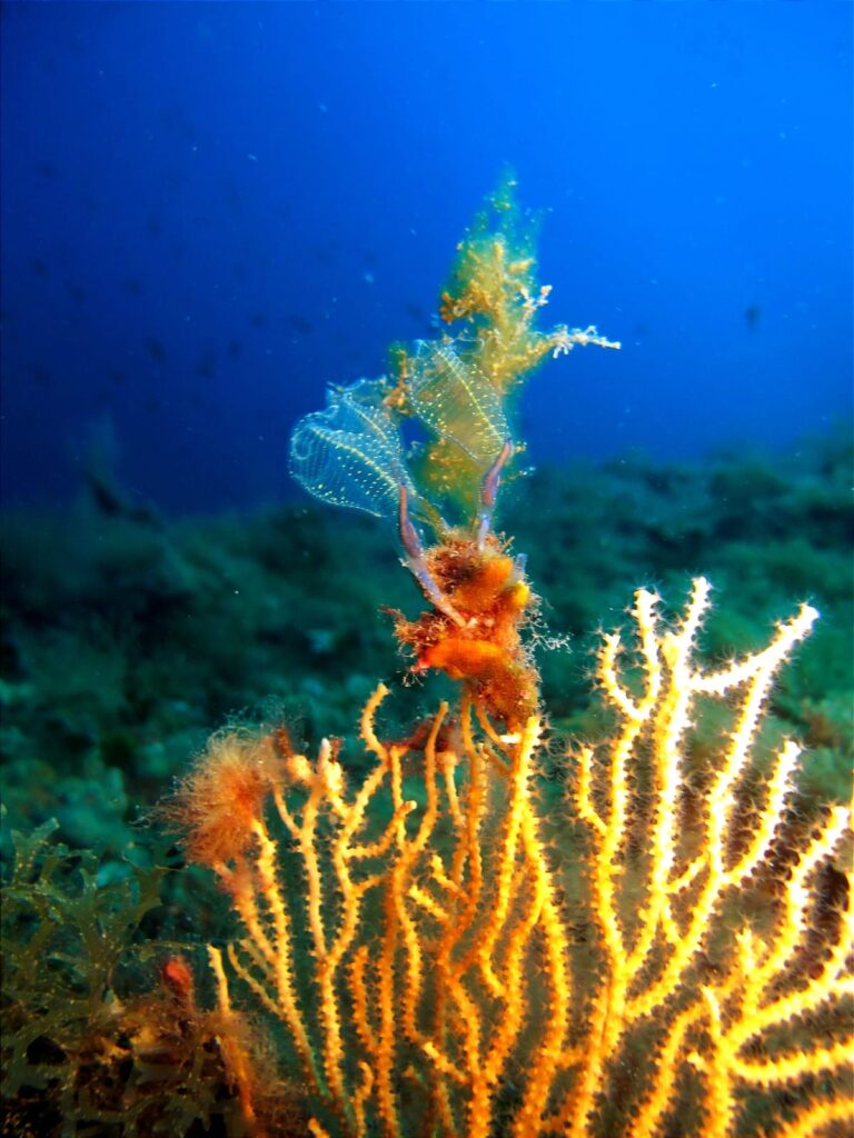 isoladidino francescolagatta n - Nella Calabria delle meraviglie sommerse: a Praia a Mare la sede del Parco Marino Riviera dei Cedri - 19 isoladidino francescolagatta n - Meraviglie di Calabria - 18