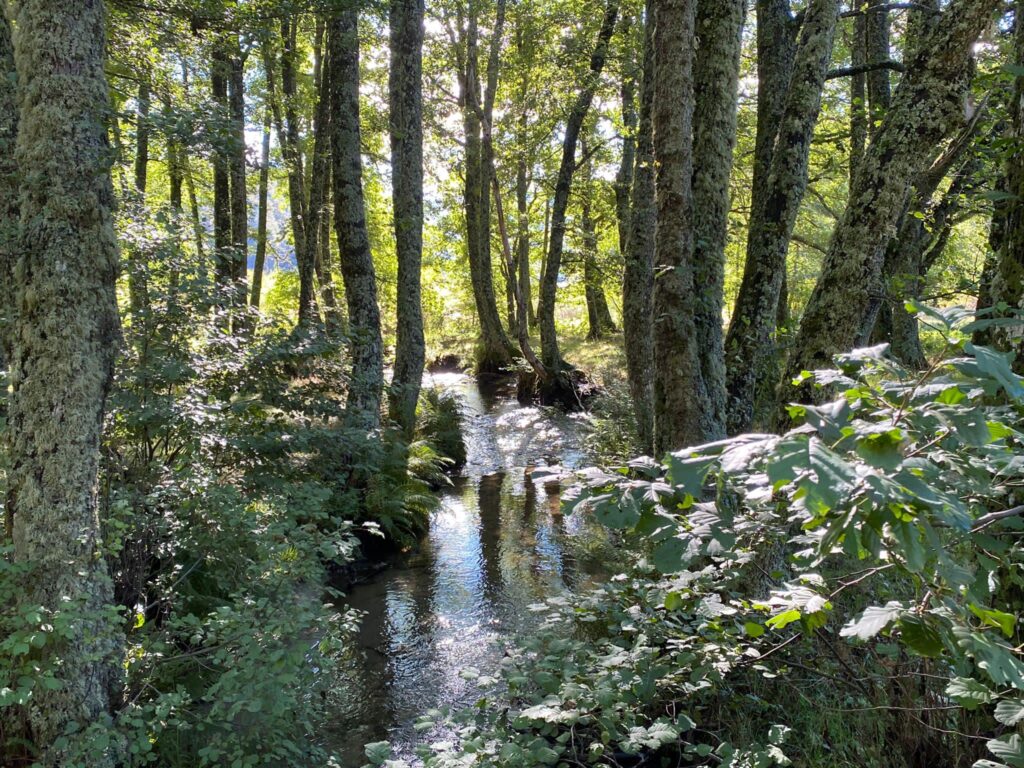 parcosila ruscello n - Giornata Internazionale della Montagna: protagonista è la Calabria dei Parchi e delle Riserve - 9 parcosila ruscello n - Meraviglie di Calabria - 8