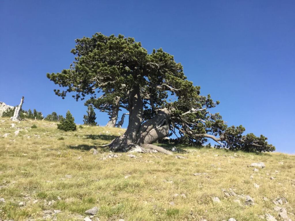 quercia - Il Sentiero Calabria Italia: nell'anima di un territorio - 3 quercia - Meraviglie di Calabria - 2